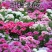 古代稀种子送春花晚春锦花园花坛花境播种栽培常见品种
