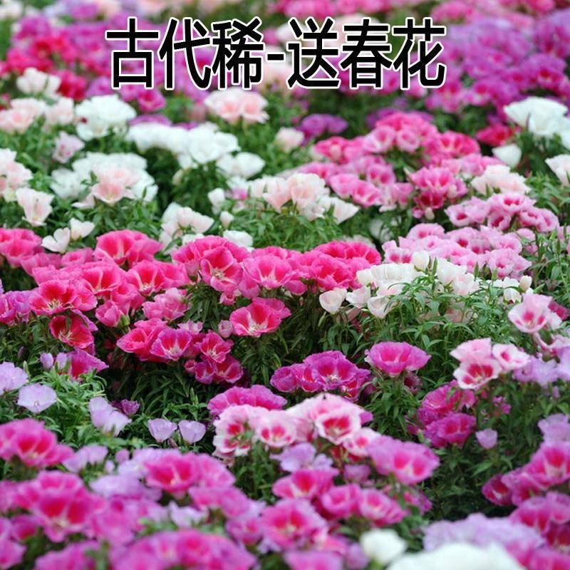 古代稀种子送春花晚春锦花园花坛花境播种栽培常见品种