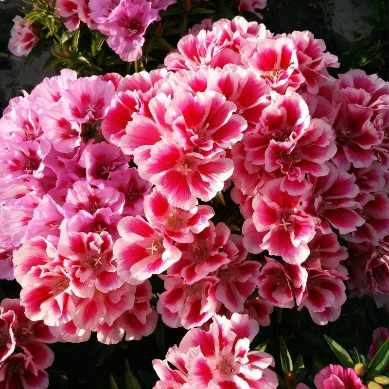 古代稀种子送春花晚春锦花园花坛花境播种栽培常见品种