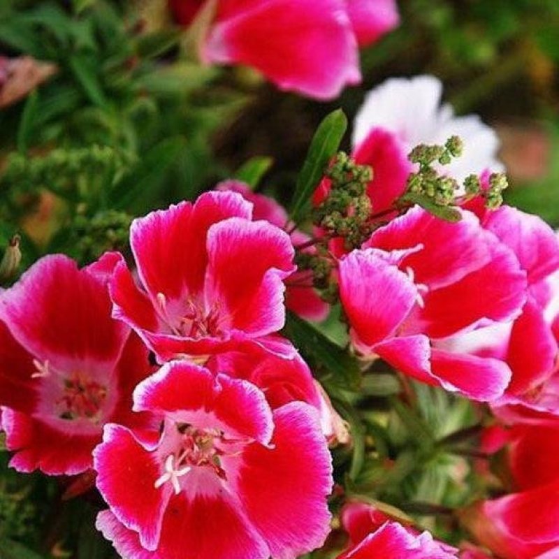 古代稀种子送春花晚春锦花园花坛花境播种栽培常见品种