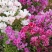 古代稀种子送春花晚春锦花园花坛花境播种栽培常见品种