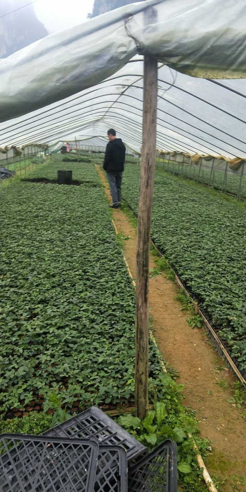 山豆根苗，优质、高产，基地一手货，价钱美