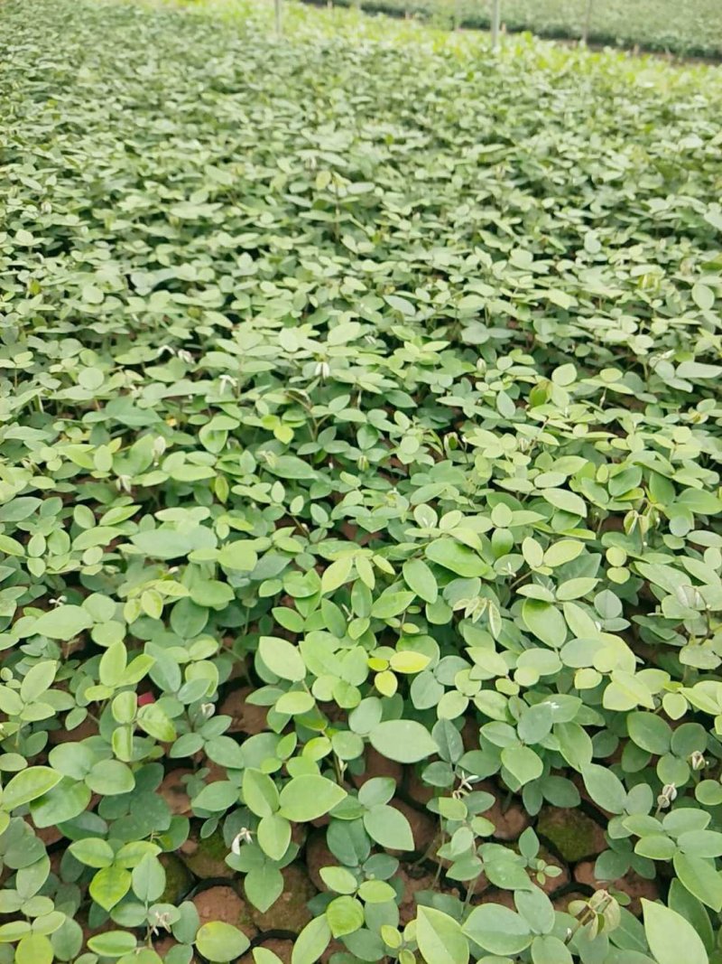 山豆根苗，优质、高产，基地一手货，价钱美