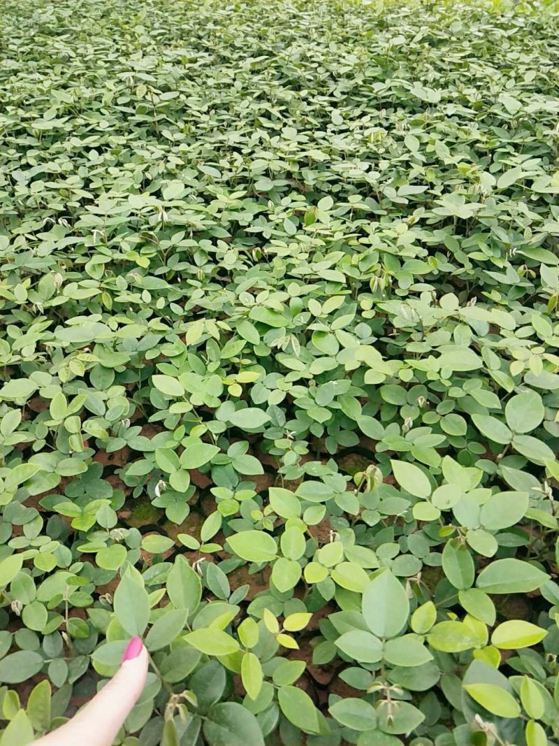 山豆根苗，优质、高产，基地一手货，价钱美