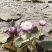 睡莲种子池塘水培盆栽大型观赏水生植物花卉四季水养莲花根块