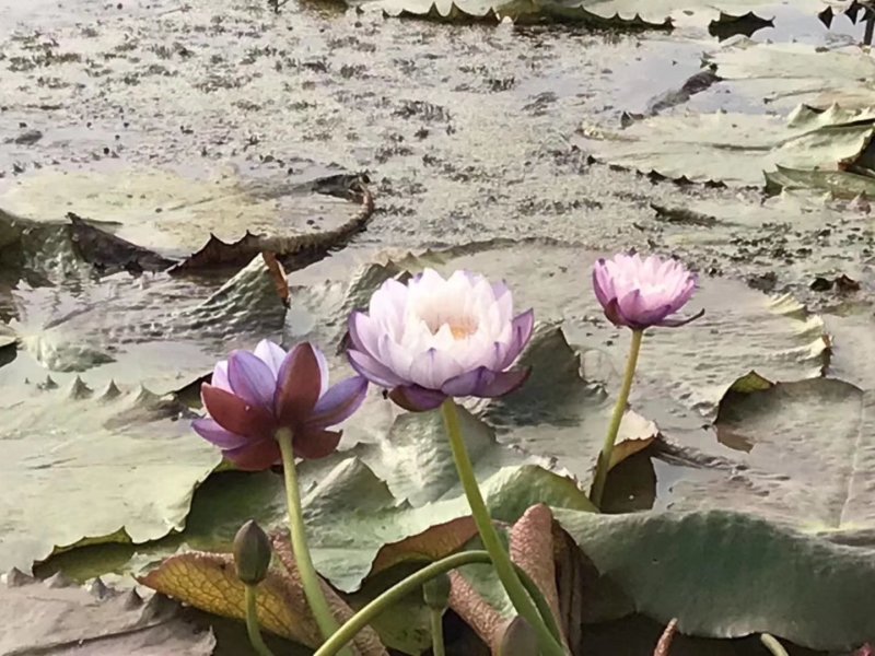 睡莲种子池塘水培盆栽大型观赏水生植物花卉四季水养莲花根块