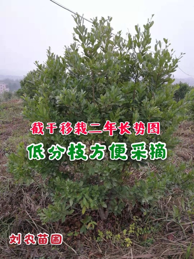 杨梅苗(台梅苗)杨梅树2-4年苗嫁接苗南方杨梅苗