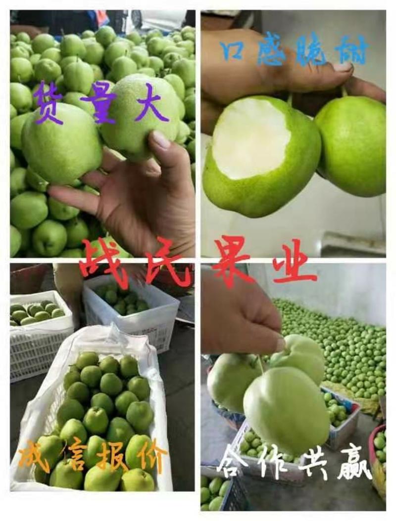 陕西蒲城早酥梨，六月酥梨，青梨皮薄脆甜多汁，核小一手货源