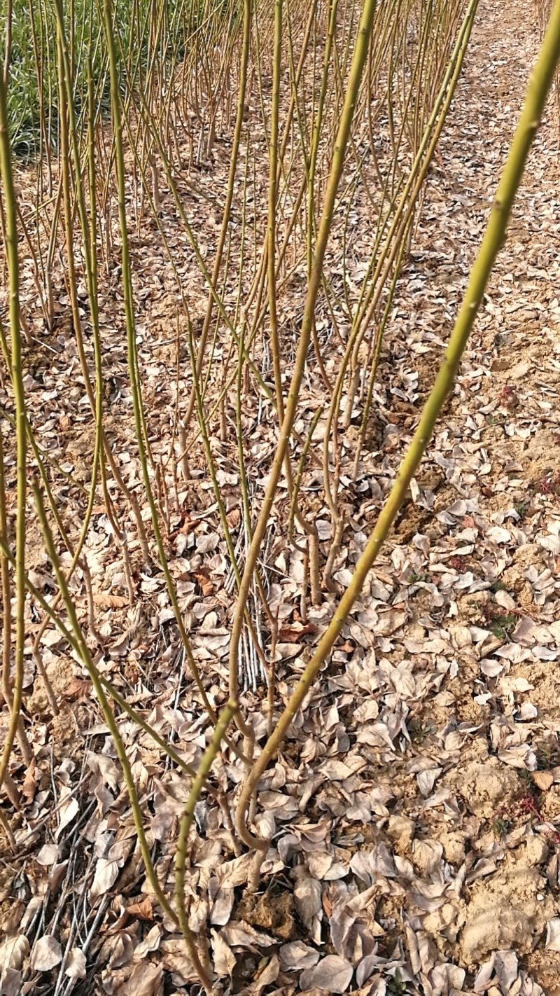 绿梅，绿鄂梅花，河南鄢陵货源，自己苗圃一手货源无中介。