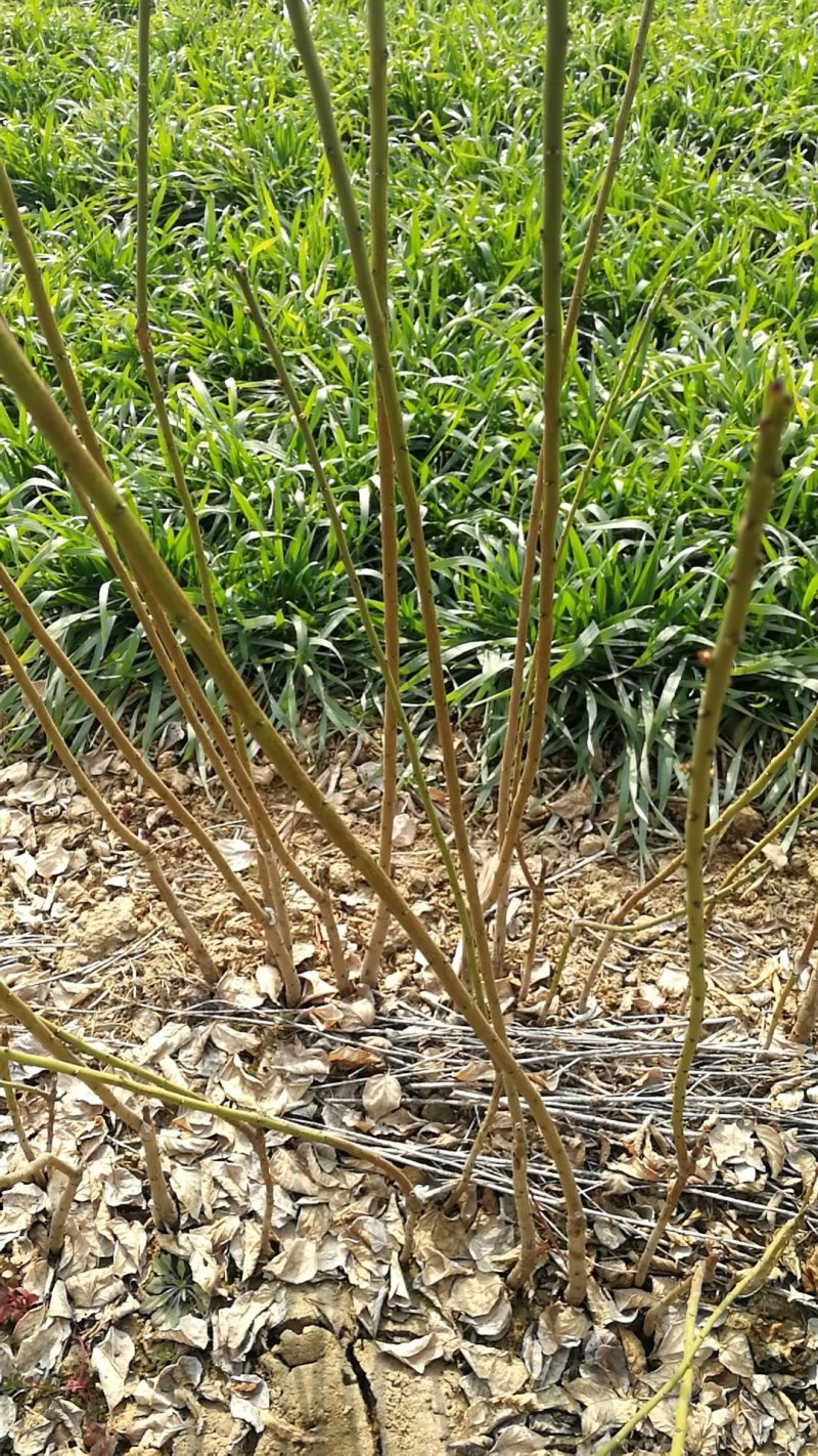 绿梅，绿鄂梅花，河南鄢陵货源，自己苗圃一手货源无中介。