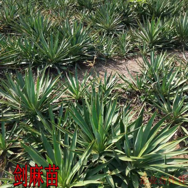 剑麻剑麻苗剑麻小苗又名丝兰凤尾兰庭院植物绿化苗