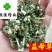 益母草坤草昆草新货颜色好供应各种中药材