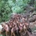 肉羊黄羊放养的母羊质量好