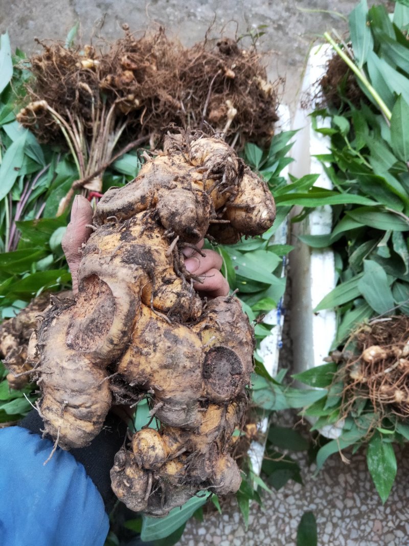 【推荐】姜形多花黄精种苗(倒苗)基地直供欢迎实地考察咨询