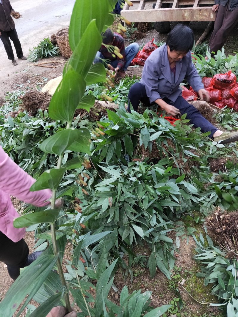 【推荐】姜形多花黄精种苗(倒苗)基地直供欢迎实地考察咨询