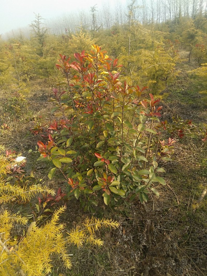 红叶石楠球，地租到期，价格实惠处理价格，欢迎选购