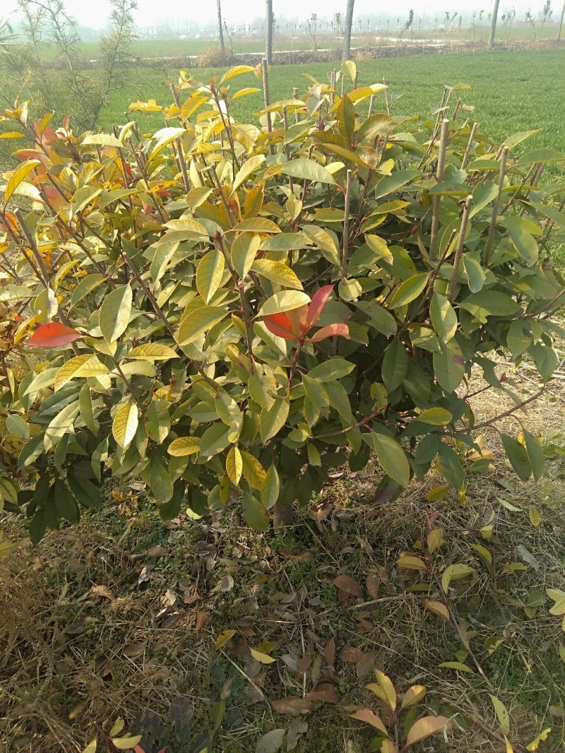 红叶石楠球，地租到期，价格实惠处理价格，欢迎选购