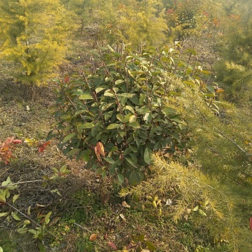 红叶石楠球，地租到期，价格实惠处理价格，欢迎选购