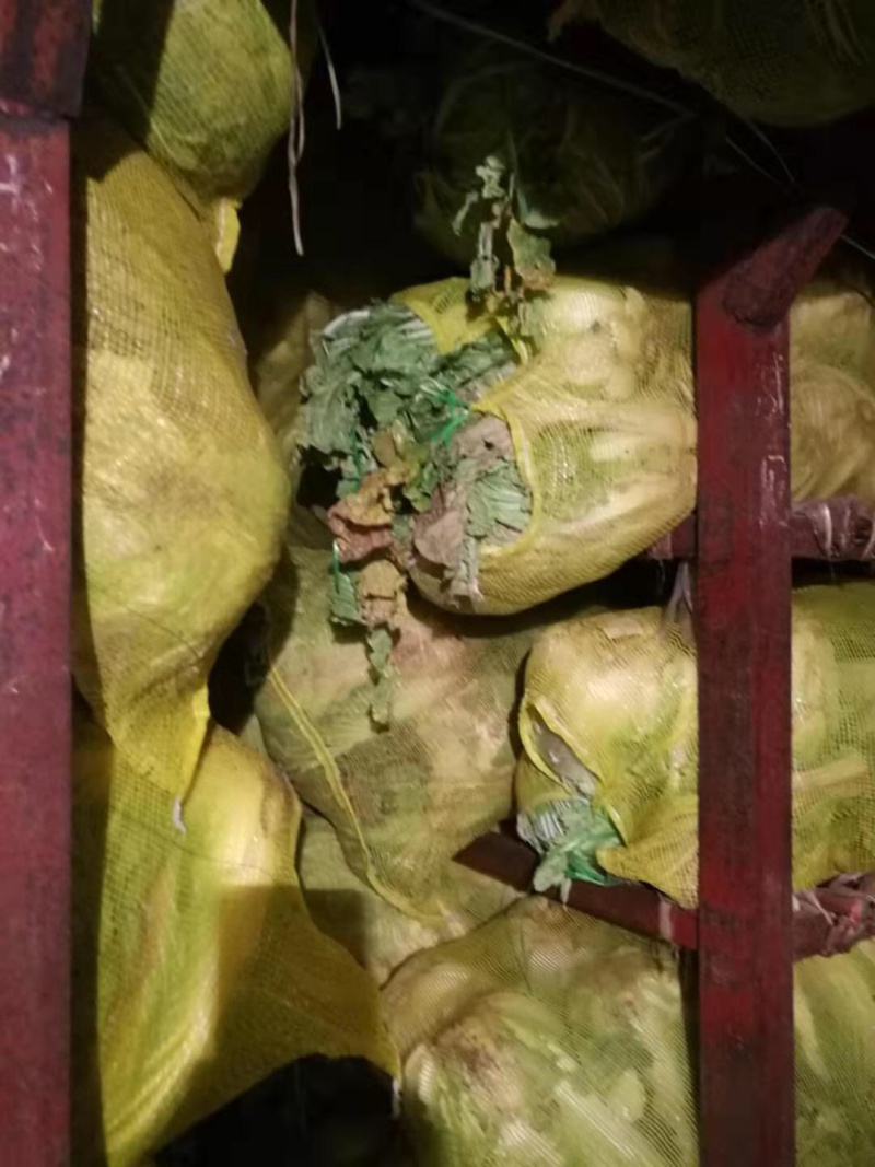 河南精品瓜果蔬菜种植基地优质青杂三号大白菜开始大量上市。