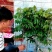 龙眼树苗，石硖，储良，四季龙眼品种，品种优越，市场已证实