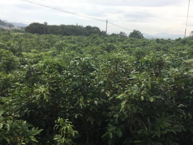 龙眼树苗，石硖，储良，四季龙眼品种，品种优越，市场已证实
