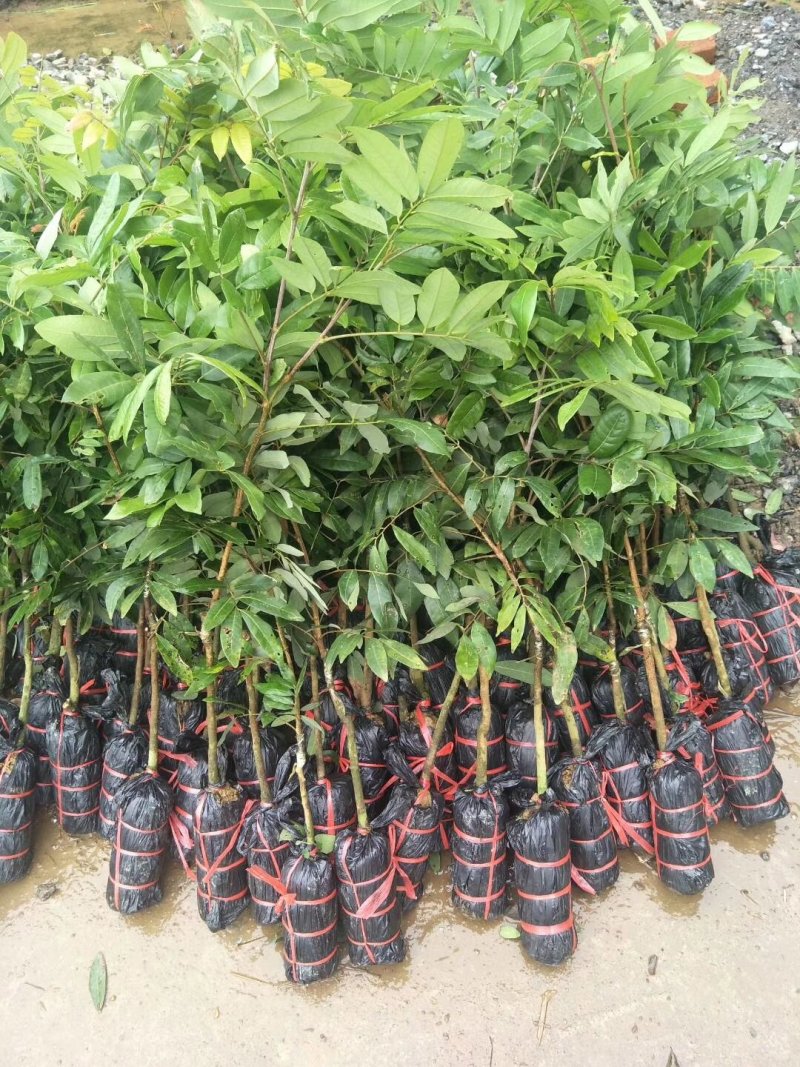 龙眼树苗，石硖，储良，四季龙眼品种，品种优越，市场已证实
