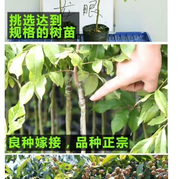 龙眼树苗，石硖，储良，四季龙眼品种，品种优越，市场已证实