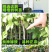 龙眼树苗，石硖，储良，四季龙眼品种，品种优越，市场已证实