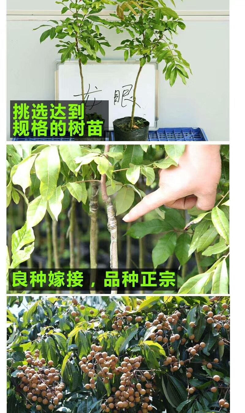 龙眼树苗，石硖，储良，四季龙眼品种，品种优越，市场已证实