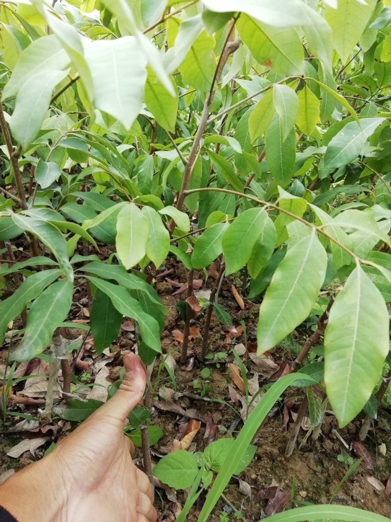龙眼树苗，石硖，储良，四季龙眼品种，品种优越，市场已证实