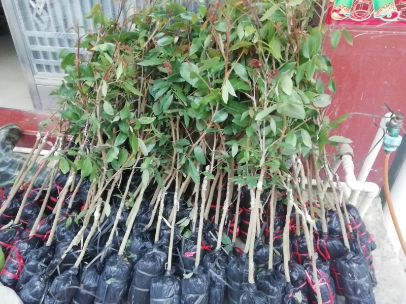 龙眼树苗，石硖，储良，四季龙眼品种，品种优越，市场已证实