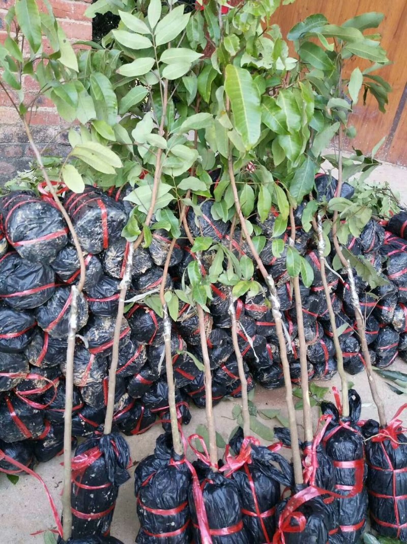 龙眼树苗，石硖，储良，四季龙眼品种，品种优越，市场已证实