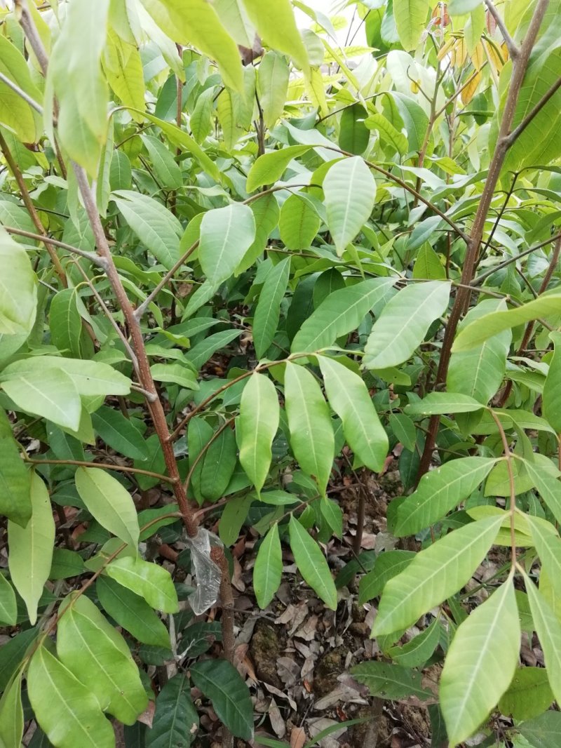 龙眼树苗，石硖，储良，四季龙眼品种，品种优越，市场已证实