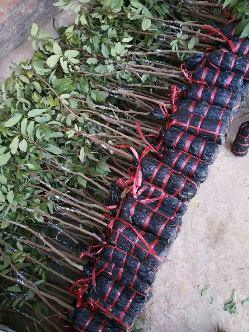 龙眼树苗，石硖，储良，四季龙眼品种，品种优越，市场已证实
