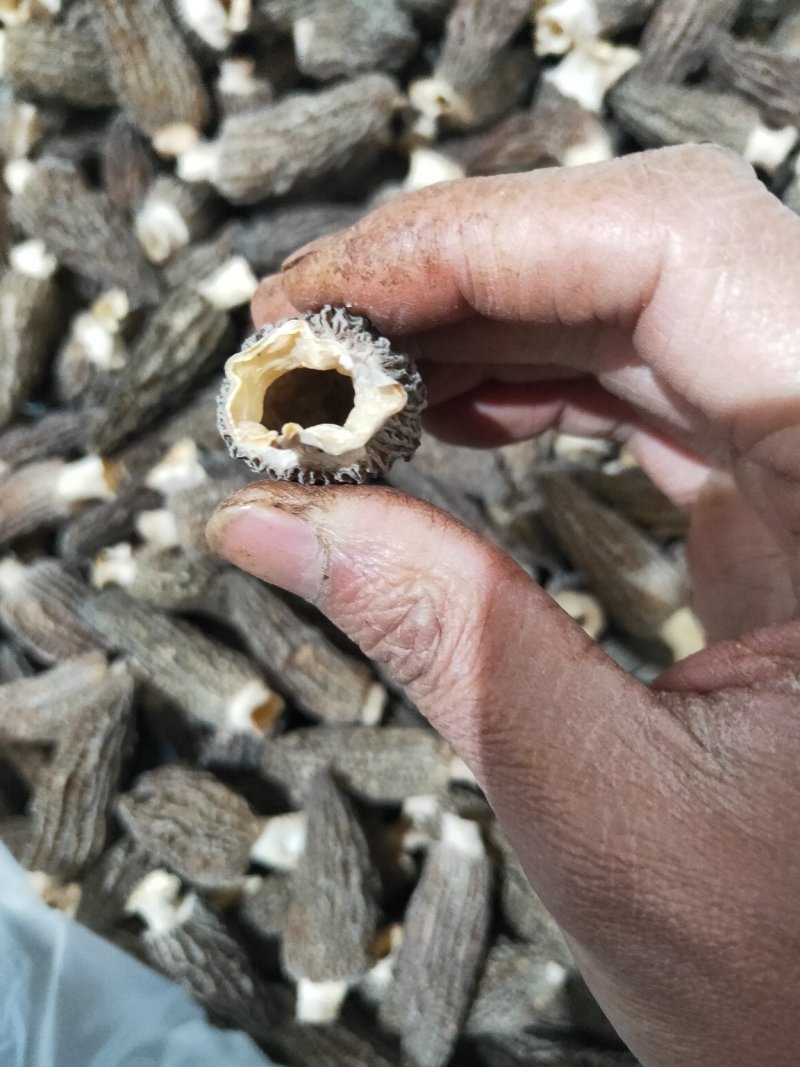 羊肚菌干货、鲜货基地直供