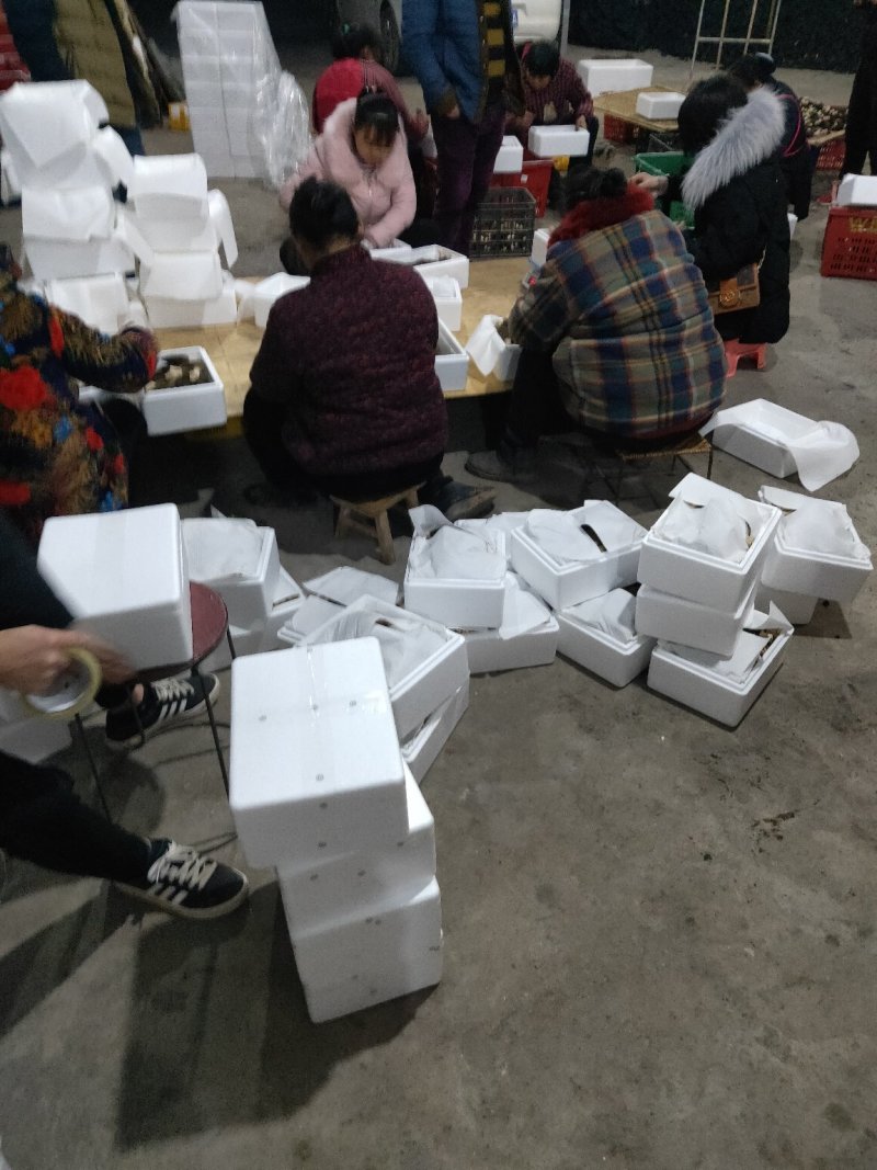 羊肚菌干货、鲜货基地直供