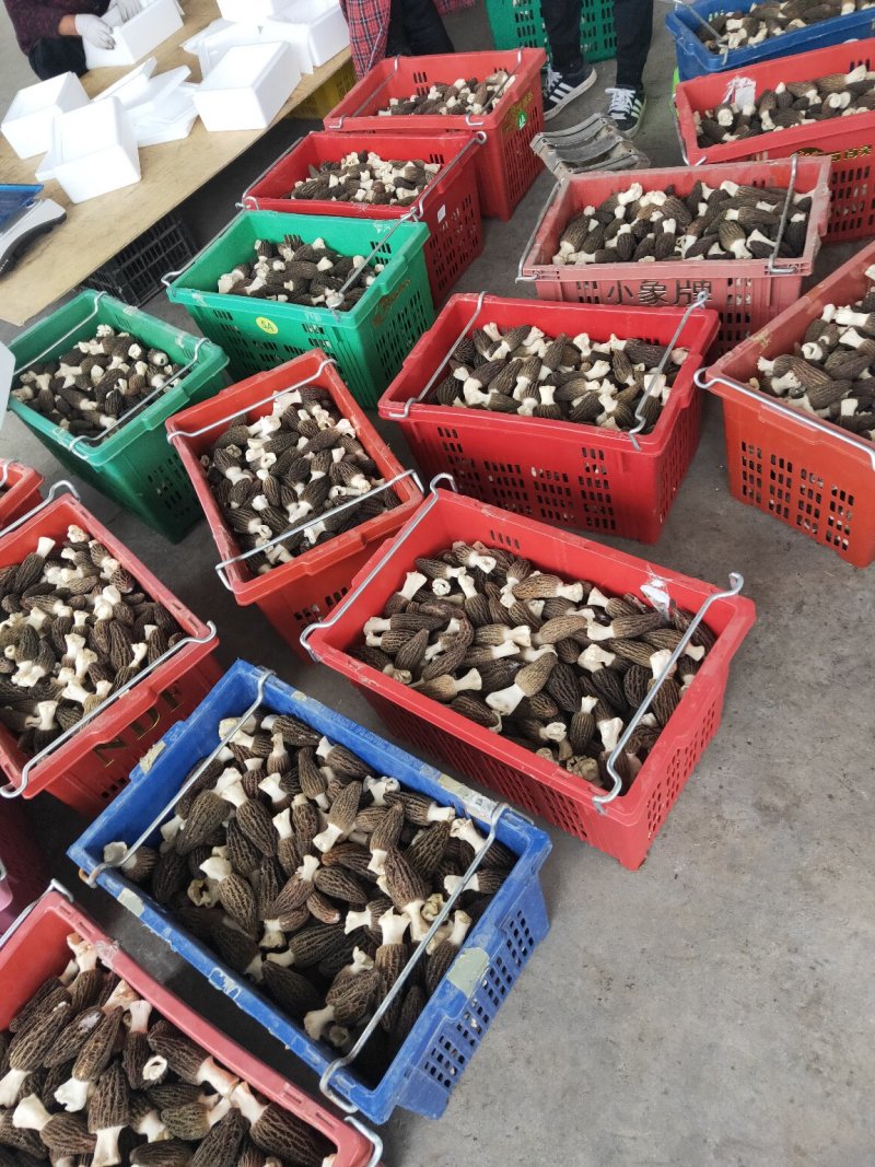 羊肚菌干货、鲜货基地直供