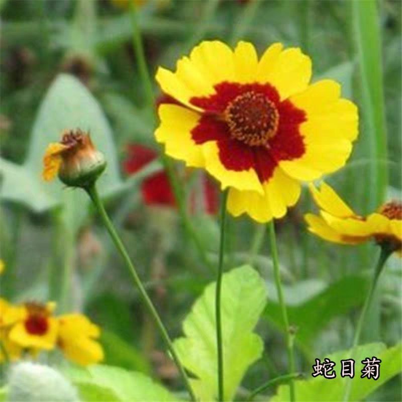 蛇目菊种子雪菊花种子景观绿化园林工程鲜花花卉包邮草花种子
