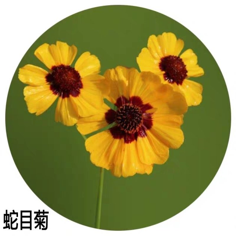 蛇目菊种子雪菊花种子景观绿化园林工程鲜花花卉包邮草花种子