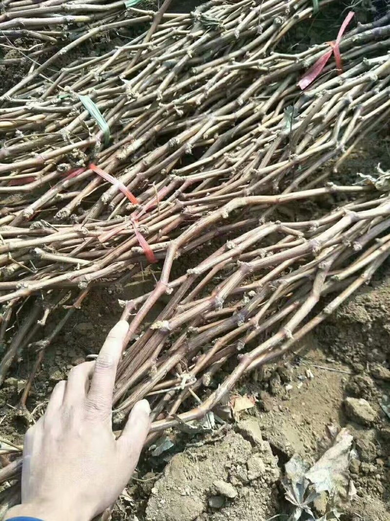 自己家苗圃种植葡萄苗品种齐全