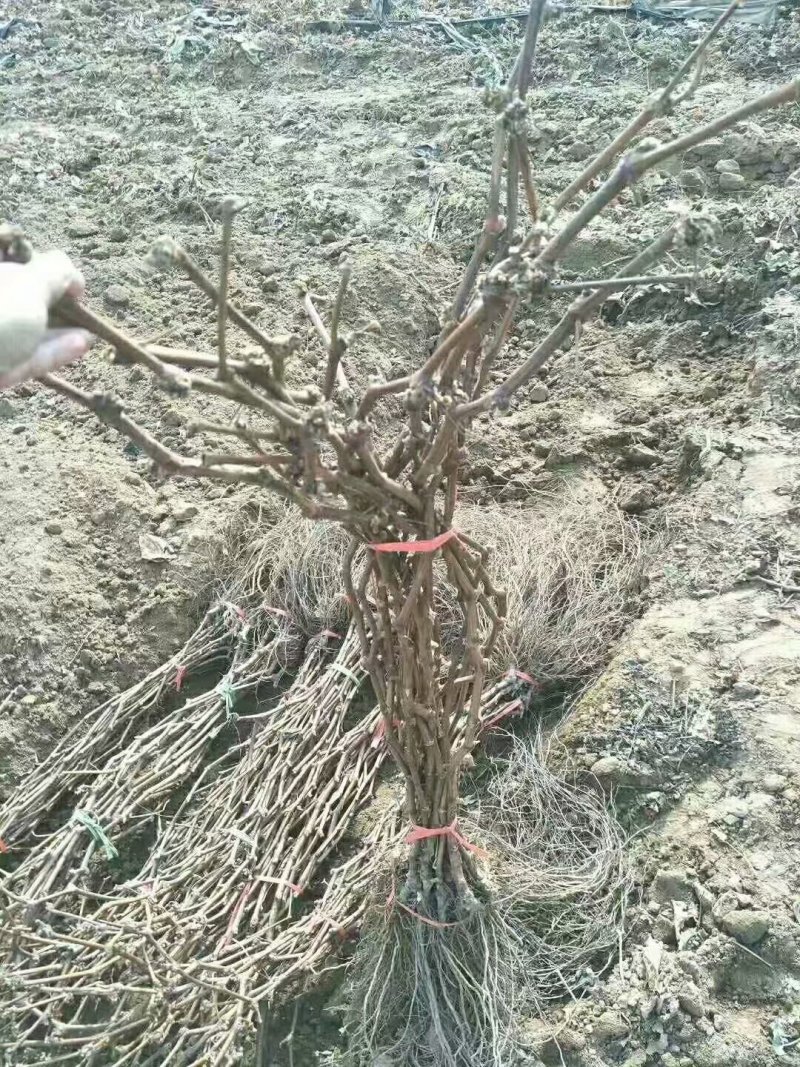 自己家苗圃种植葡萄苗品种齐全