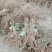 自己家苗圃种植葡萄苗品种齐全