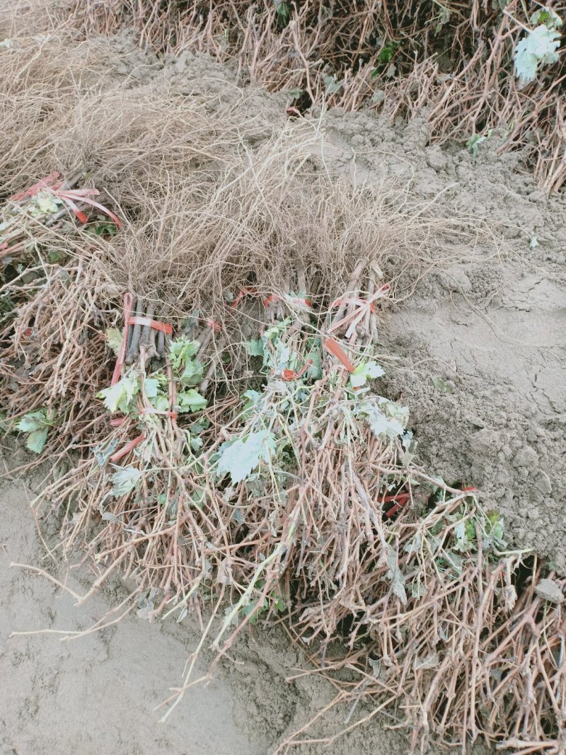 自己家苗圃种植葡萄苗品种齐全