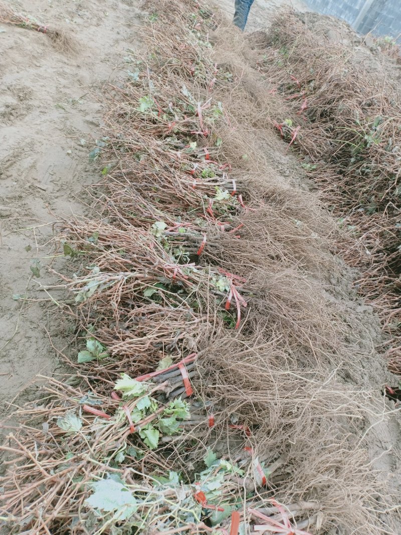 自己家苗圃种植葡萄苗品种齐全