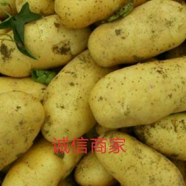 合作社直供优质土豆，量大价优，来电咨询