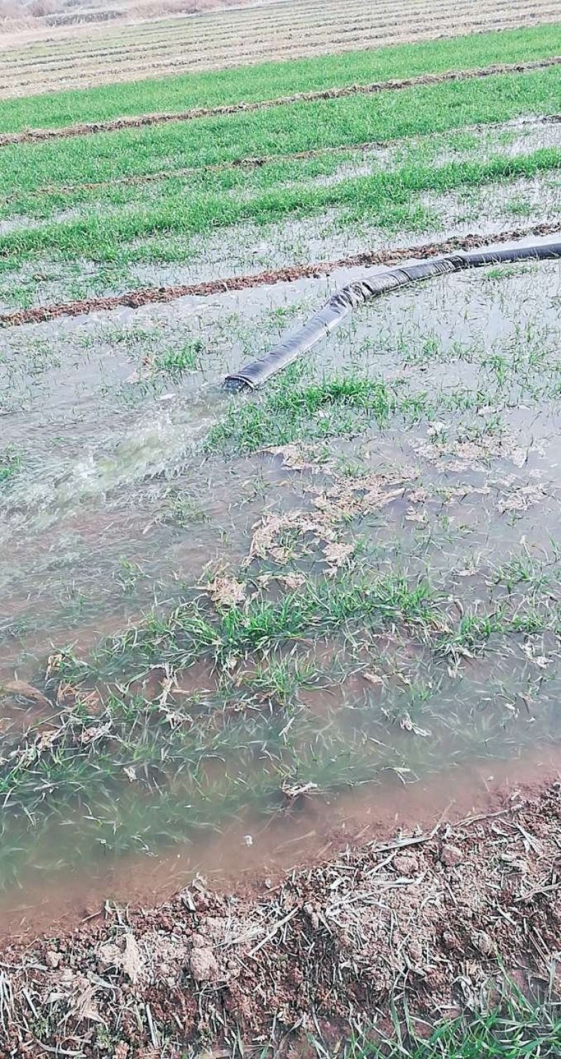 水浇地农田灌溉小麦大棚种植大蒜浇水