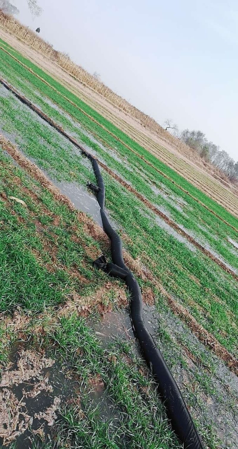 水浇地农田灌溉小麦大棚种植大蒜浇水