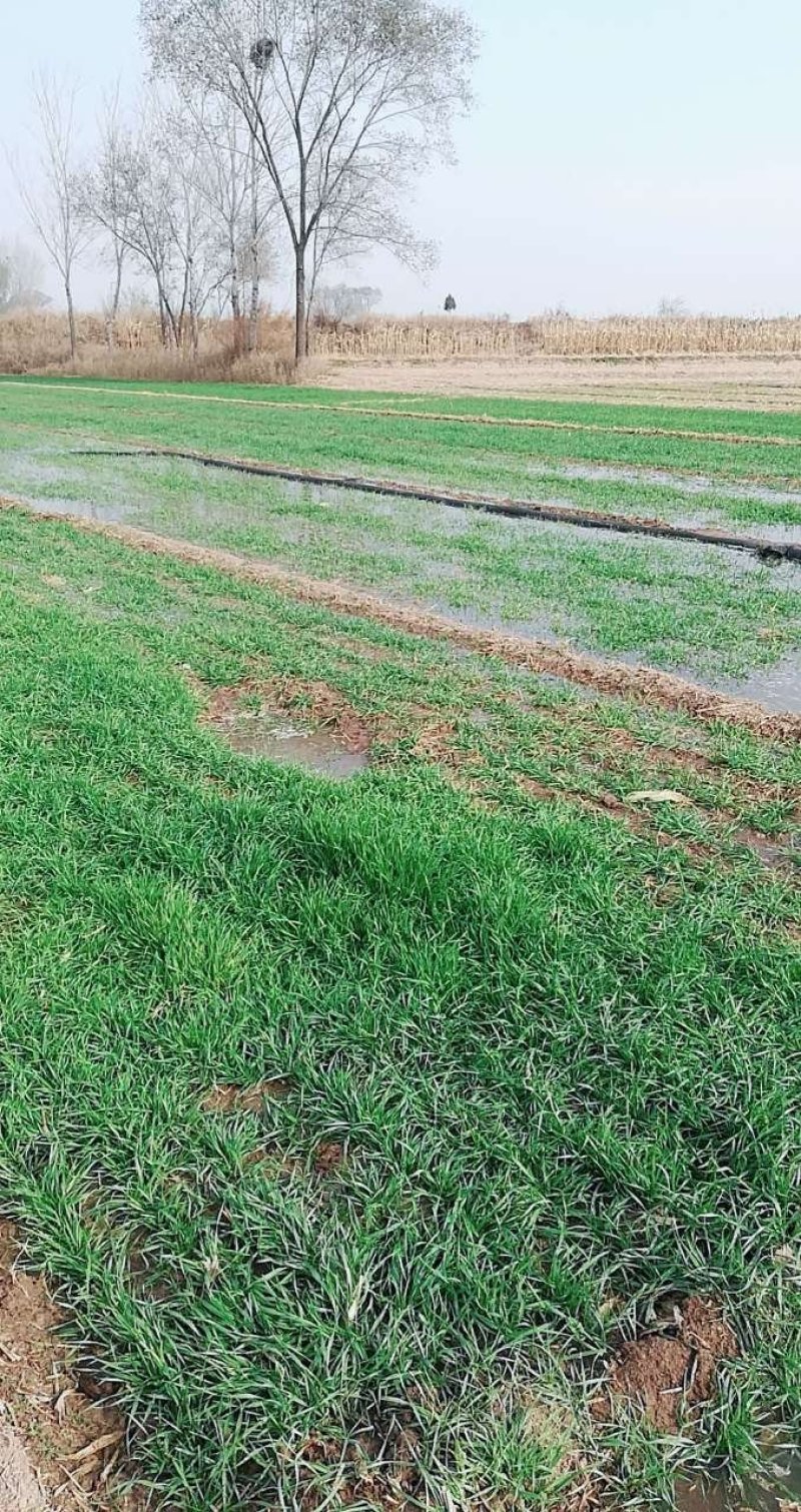 水浇地农田灌溉小麦大棚种植大蒜浇水