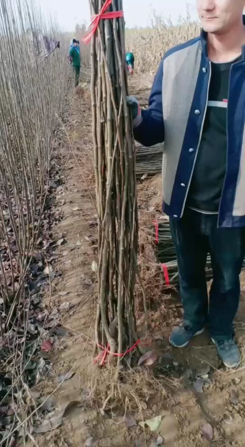 自家苗圃种植梨树苗品种齐全