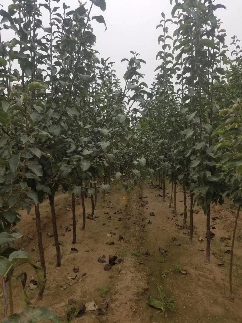 自家苗圃种植梨树苗品种齐全
